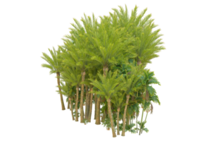 Tropical forest isolated on transparent background. 3d rendering - illustration png