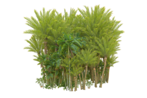 Tropical forest isolated on transparent background. 3d rendering - illustration png