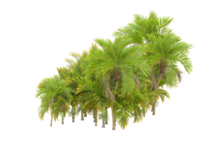 tropical floresta isolado em transparente fundo. 3d Renderização - ilustração png