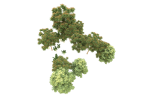 Realistic forest isolated on transparent background. 3d rendering - illustration png