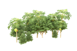 Realistic forest isolated on transparent background. 3d rendering - illustration png