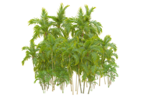 tropical forêt isolé sur transparent Contexte. 3d le rendu - illustration png