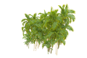 tropical floresta isolado em transparente fundo. 3d Renderização - ilustração png