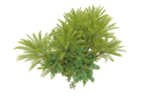 Tropical forest isolated on transparent background. 3d rendering - illustration png