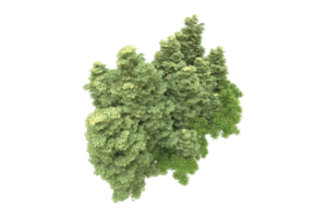 Realistic forest isolated on transparent background. 3d rendering - illustration png