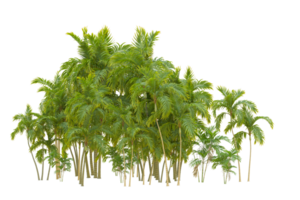 tropical forêt isolé sur transparent Contexte. 3d le rendu - illustration png