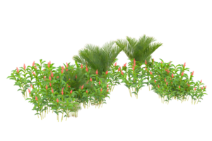 Tropical forest isolated on transparent background. 3d rendering - illustration png