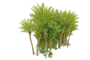 tropical forêt isolé sur transparent Contexte. 3d le rendu - illustration png