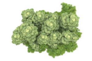 Realistic forest isolated on transparent background. 3d rendering - illustration png