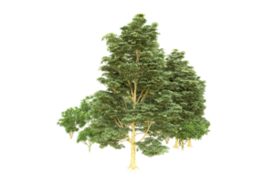 realistico foresta isolato su trasparente sfondo. 3d interpretazione - illustrazione png