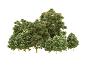 Realistic forest isolated on transparent background. 3d rendering - illustration png