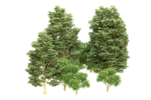 Realistic forest isolated on transparent background. 3d rendering - illustration png