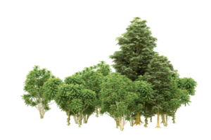 realistico foresta isolato su trasparente sfondo. 3d interpretazione - illustrazione png