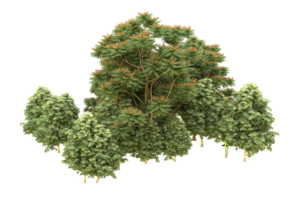Realistic forest isolated on transparent background. 3d rendering - illustration png