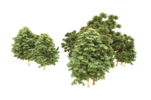 Realistic forest isolated on transparent background. 3d rendering - illustration png