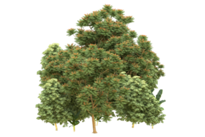 Realistic forest isolated on transparent background. 3d rendering - illustration png