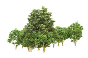 Realistic forest isolated on transparent background. 3d rendering - illustration png