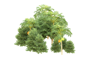 forêt réaliste isolée sur fond transparent. rendu 3d - illustration png