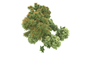 Realistic forest isolated on transparent background. 3d rendering - illustration png