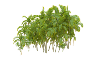 Tropical forest isolated on transparent background. 3d rendering - illustration png