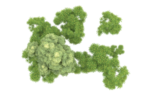 Realistic forest isolated on transparent background. 3d rendering - illustration png
