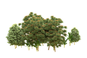 Realistic forest isolated on transparent background. 3d rendering - illustration png