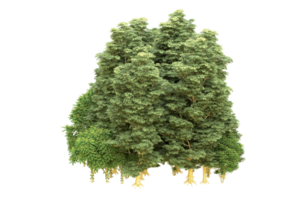 forêt réaliste isolée sur fond transparent. rendu 3d - illustration png