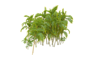 tropical floresta isolado em transparente fundo. 3d Renderização - ilustração png