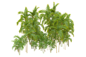 Tropical forest isolated on transparent background. 3d rendering - illustration png