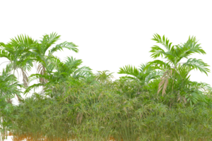 Tropical forest isolated on transparent background. 3d rendering - illustration png