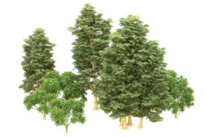 Realistic forest isolated on transparent background. 3d rendering - illustration png