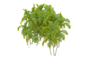 tropical floresta isolado em transparente fundo. 3d Renderização - ilustração png