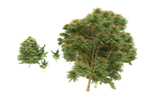 Realistic forest isolated on transparent background. 3d rendering - illustration png