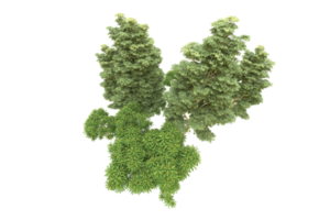Realistic forest isolated on transparent background. 3d rendering - illustration png