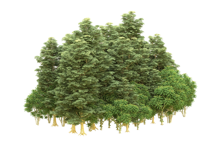 forêt réaliste isolée sur fond transparent. rendu 3d - illustration png