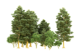 Realistic forest isolated on transparent background. 3d rendering - illustration png