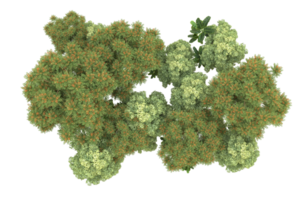Realistic forest isolated on transparent background. 3d rendering - illustration png