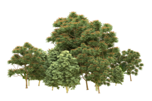 Realistic forest isolated on transparent background. 3d rendering - illustration png