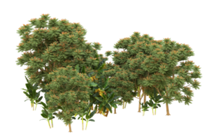 floresta realista isolada em fundo transparente. renderização 3D - ilustração png