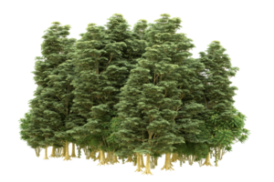 forêt réaliste isolée sur fond transparent. rendu 3d - illustration png