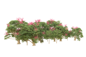 Realistic forest isolated on transparent background. 3d rendering - illustration png