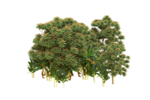 forêt réaliste isolée sur fond transparent. rendu 3d - illustration png