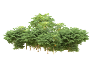 Realistic forest isolated on transparent background. 3d rendering - illustration png