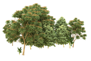 forêt réaliste isolée sur fond transparent. rendu 3d - illustration png