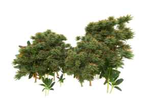 floresta realista isolada em fundo transparente. renderização 3D - ilustração png