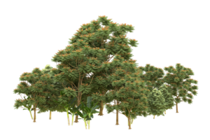 floresta realista isolada em fundo transparente. renderização 3D - ilustração png