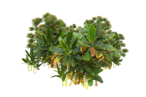 Realistic forest isolated on transparent background. 3d rendering - illustration png