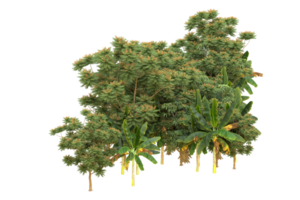 floresta realista isolada em fundo transparente. renderização 3D - ilustração png