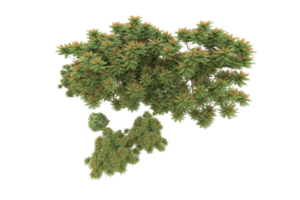 Realistic forest isolated on transparent background. 3d rendering - illustration png