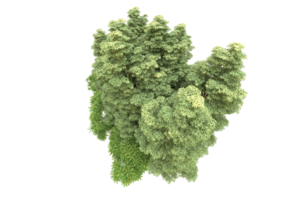 Realistic forest isolated on transparent background. 3d rendering - illustration png